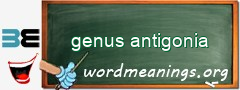 WordMeaning blackboard for genus antigonia